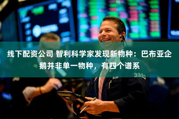 线下配资公司 智利科学家发现新物种：巴布亚企鹅并非单一物种，有四个谱系